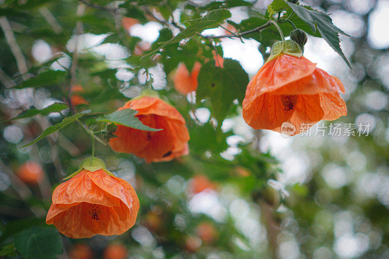 Abutilon Pictum中国灯笼花库存照片